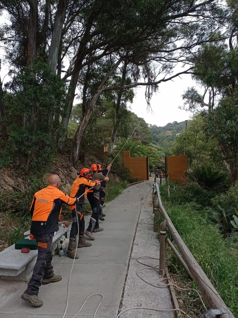 Brigada Forestal