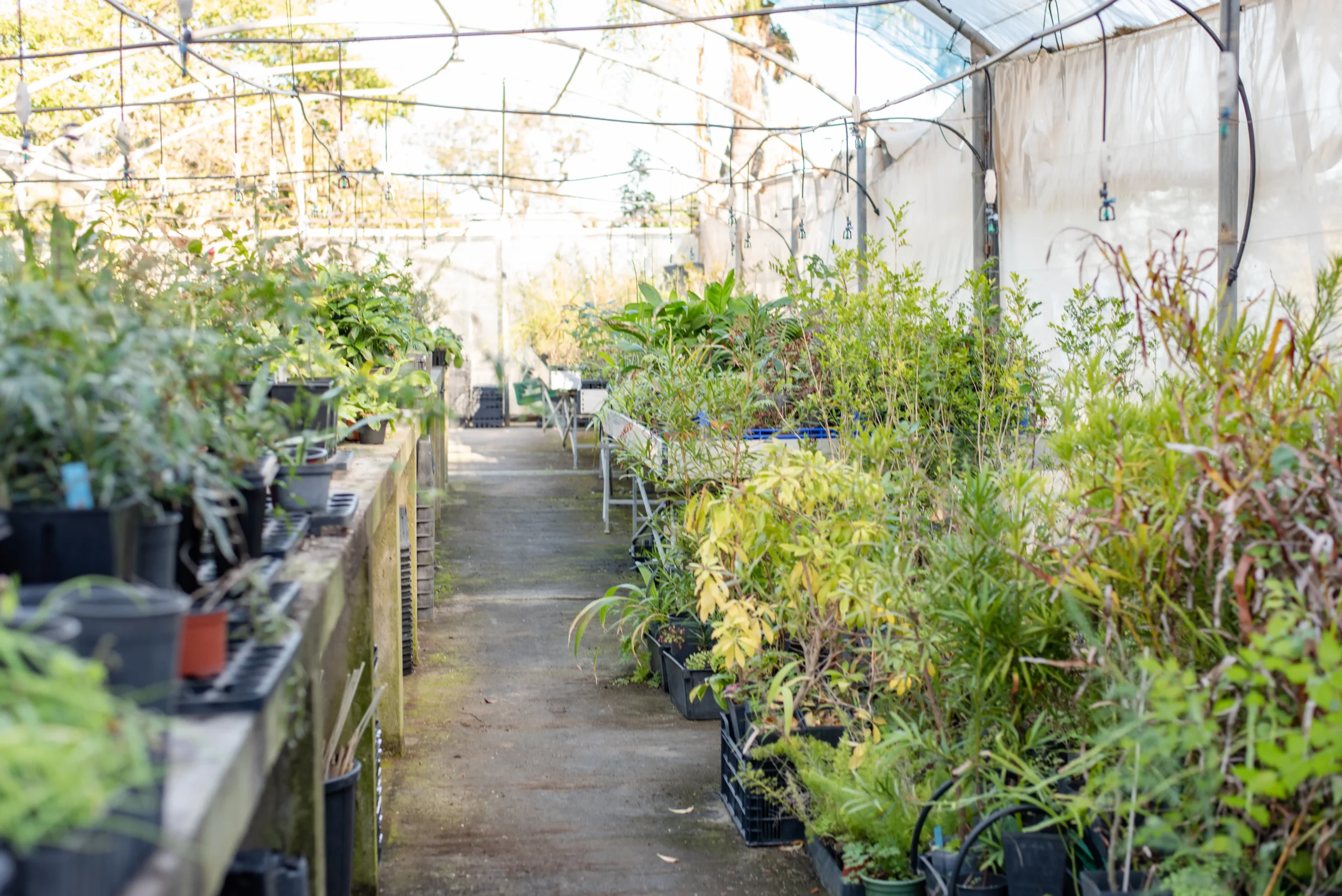 Vivero Forestal